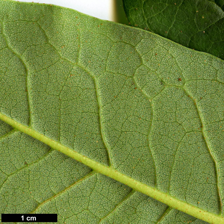 High resolution image: Family: Ericaceae - Genus: Rhododendron - Taxon: dalhousiae - SpeciesSub: var. rabdotum